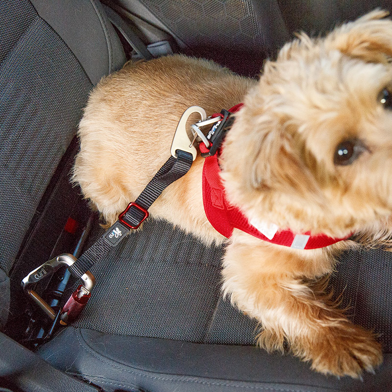 Curli Car Safety Belt for Dogs