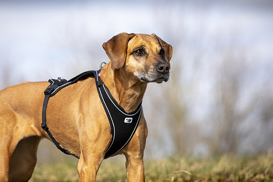 Boutique Pet supplies Air-Mesh Harness for large breedDogs