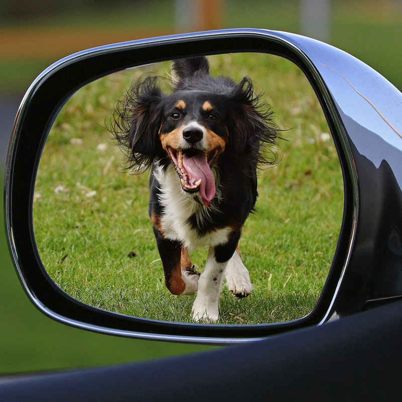 Curli Car Safety Belt for Dogs