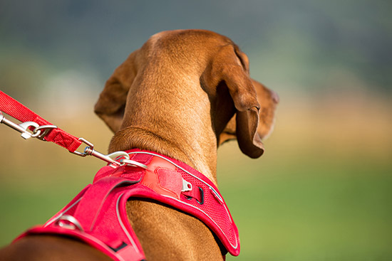 Pet store wholesale suppliers clearance