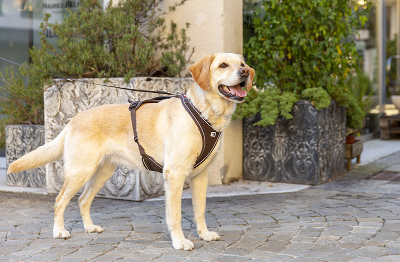 Vest Harness offers neck support for your puppy and dog