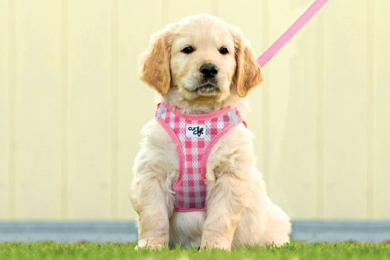 Vest Harness offers neck support for your puppy and dog